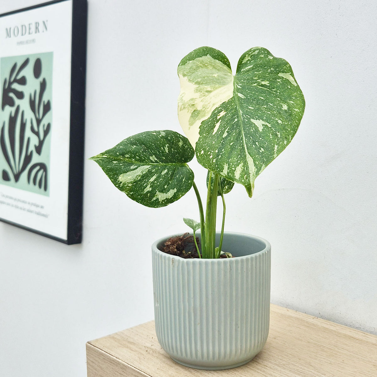 Monstera Thai Constellation Cheese Plant Variegated House Plant