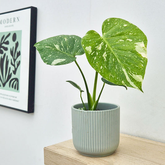 25cm Monstera Thai Constellation Cheese Plant Variegated 11cm Pot House Plant