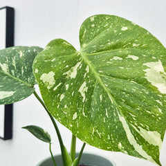 25cm Monstera Thai Constellation Cheese Plant Variegated 11cm Pot House Plant