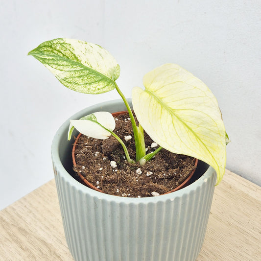 Monstera White Monster 10.5cm Pot House Plant