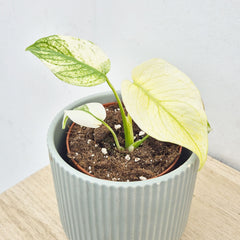 Monstera White Monster 10.5cm Pot House Plant