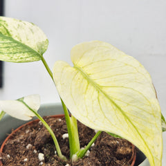 Monstera White Monster 10.5cm Pot House Plant