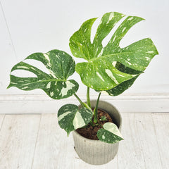 Monstera Thai Constellation Cheese Plant Variegated House Plant