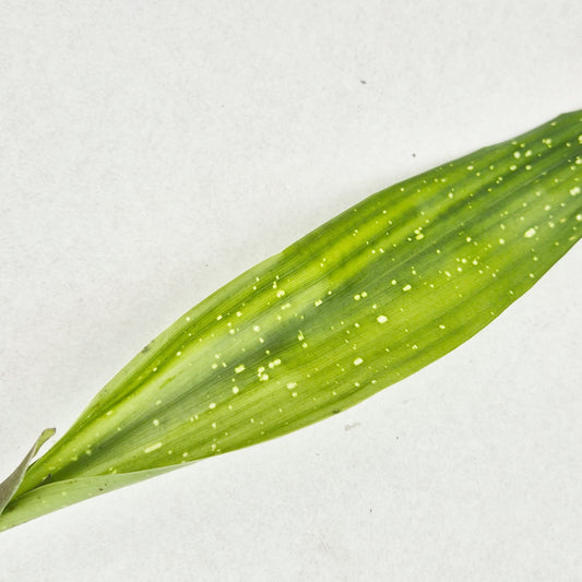 Milky Way Aspidistra Rooted Cutting