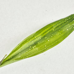 Milky Way Aspidistra Rooted Cutting