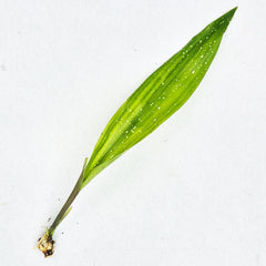 Milky Way Aspidistra Rooted Cutting