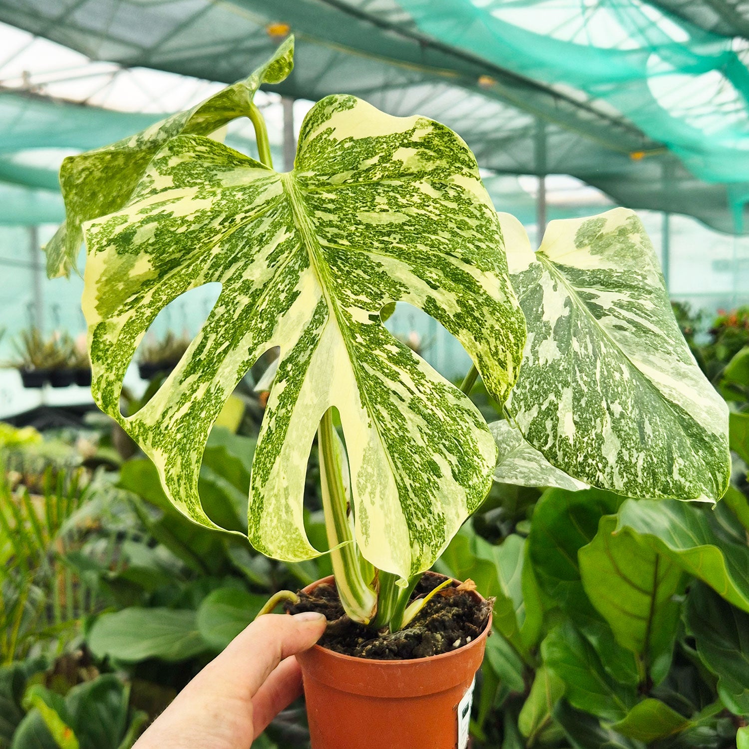 monstera creme brulee Creme Brulee Thai Constellation Monstera Cheese Plants 12cm Pot – Plants  For All Seasons