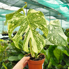 Creme Brulee Thai Constellation Monstera Cheese Plants 12cm Pot