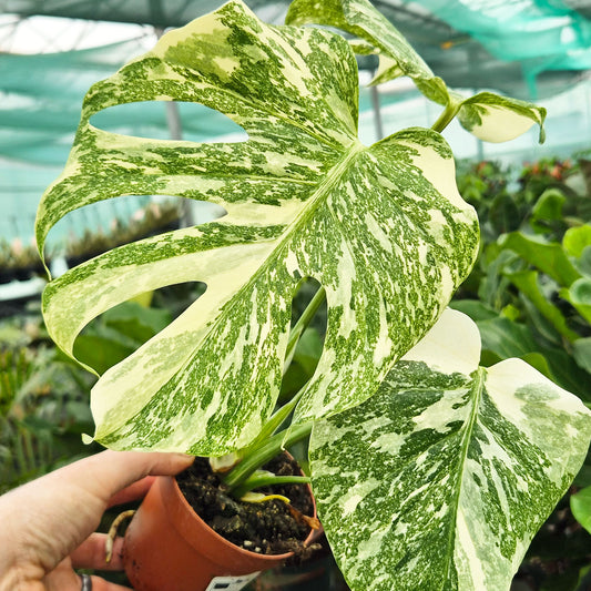 Creme Brulee Thai Constellation Monstera Cheese Plants 12cm Pot