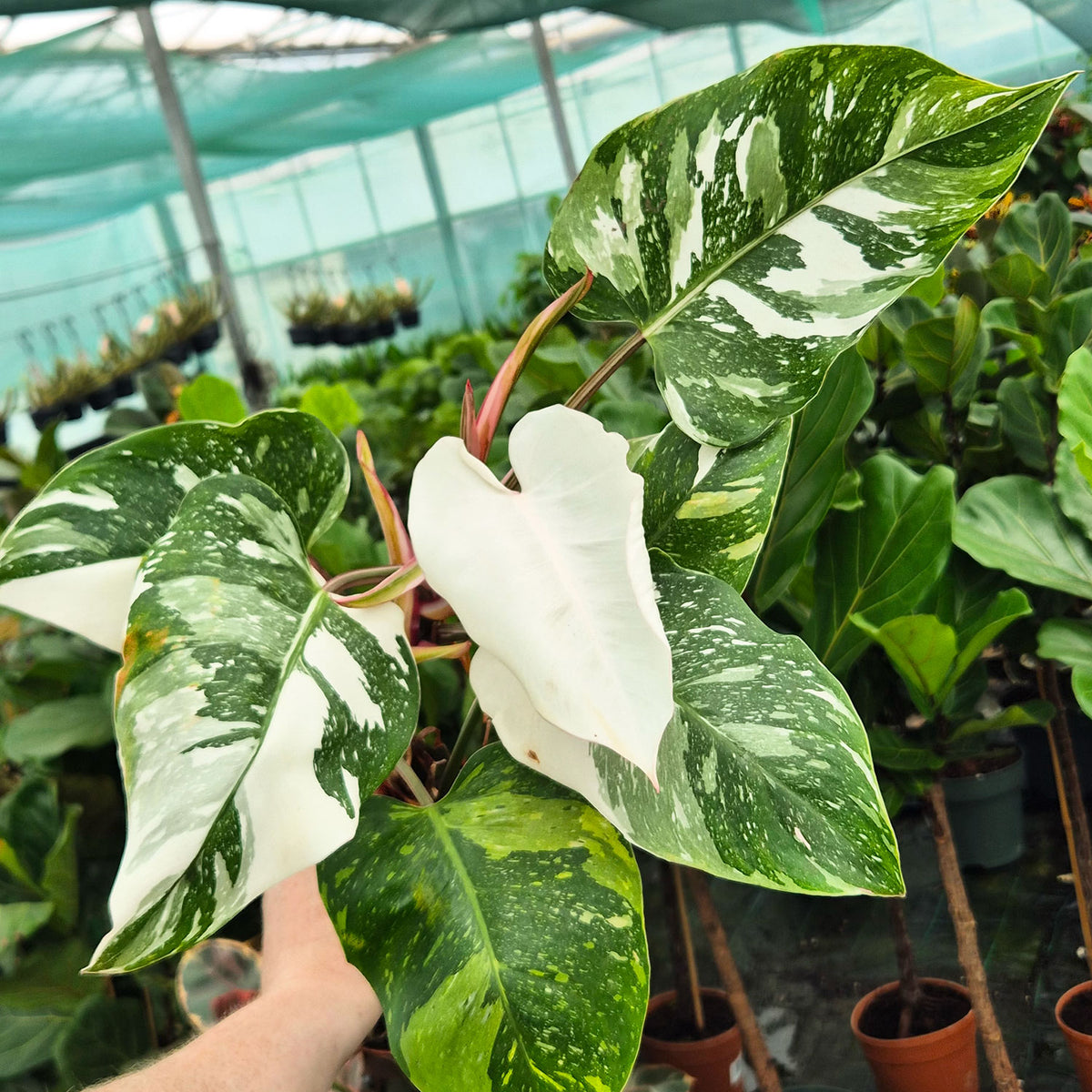 White Princess Philodendron 17cm Pot House Plant
