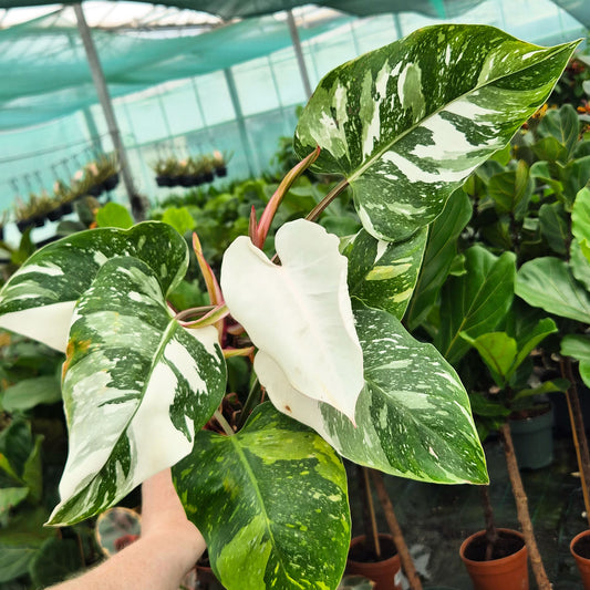 White Princess Philodendron 17cm Pot House Plant