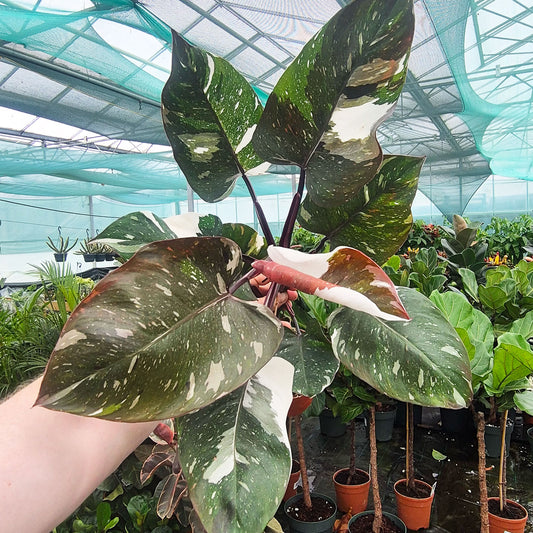 Red Anderson Philodendron 17cm Pot House Plant