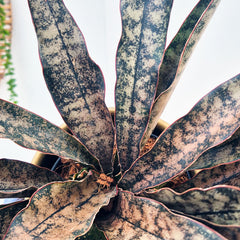 20 - 30cm Sansevieria Coppertone House Plant in 12cm Pot
