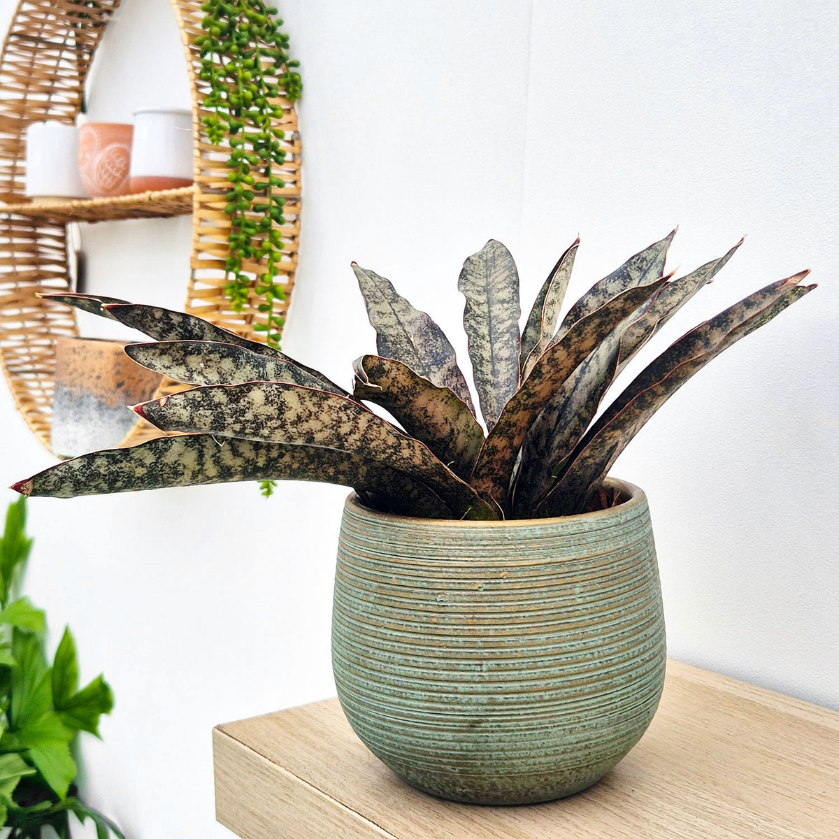 20 - 30cm Sansevieria Coppertone House Plant in 12cm Pot