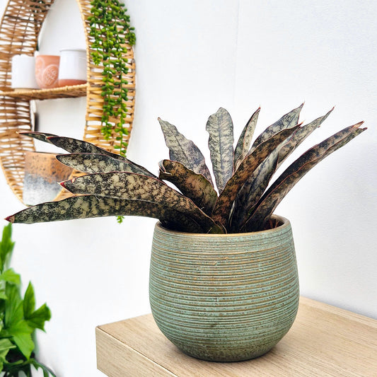 20 - 30cm Sansevieria Coppertone House Plant in 12cm Pot