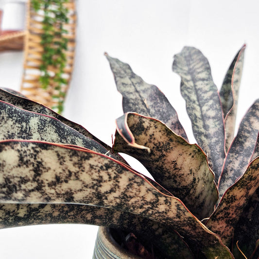 20 - 30cm Sansevieria Coppertone House Plant in 12cm Pot