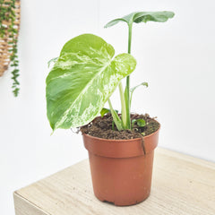 (Choose Your Own) Monstera Bulbasaur 10.5cm Pot 20 - 30cm Height Rare House Plant