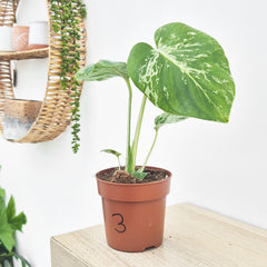 (Choose Your Own) Monstera Bulbasaur 10.5cm Pot 20 - 30cm Height Rare House Plant