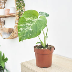 (Choose Your Own) Monstera Bulbasaur 10.5cm Pot 20 - 30cm Height Rare House Plant