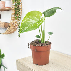 (Choose Your Own) Monstera Bulbasaur 10.5cm Pot 20 - 30cm Height Rare House Plant