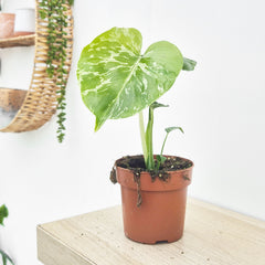 (Choose Your Own) Monstera Bulbasaur 10.5cm Pot 20 - 30cm Height Rare House Plant