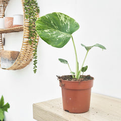 (Choose Your Own) Monstera Bulbasaur 10.5cm Pot 20 - 30cm Height Rare House Plant