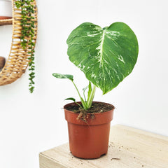 (Choose Your Own) Monstera Bulbasaur 10.5cm Pot 20 - 30cm Height Rare House Plant