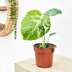 (Choose Your Own) Monstera Bulbasaur 10.5cm Pot 20 - 30cm Height Rare House Plant