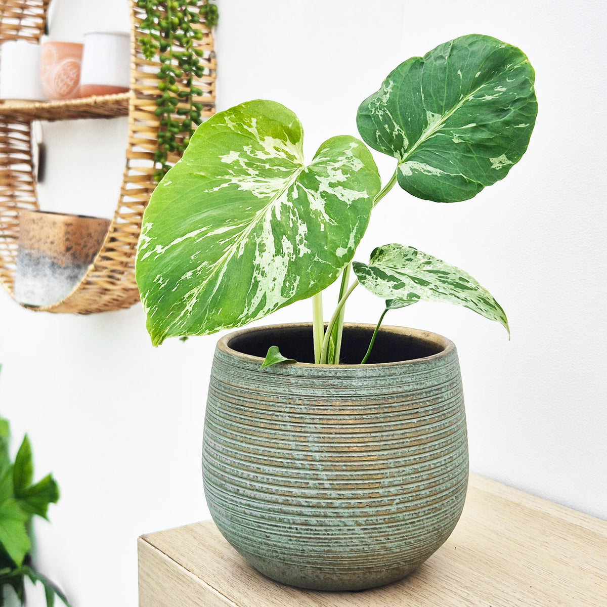 Monstera Bulbasaur 10.5cm Pot House Plant