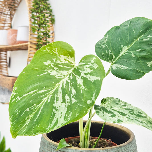 Monstera Bulbasaur 10.5cm Pot House Plant