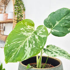 Monstera Bulbasaur 10.5cm Pot House Plant
