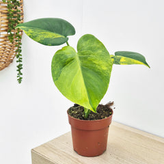 (Choose Your Own) Aurea Monstera Deliciosa 10.5cm Pot 20 - 30cm Height Rare House Plant (Copy)