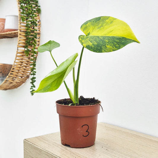 (Choose Your Own) Aurea Monstera Deliciosa 10.5cm Pot 20 - 30cm Height Rare House Plant (Copy)