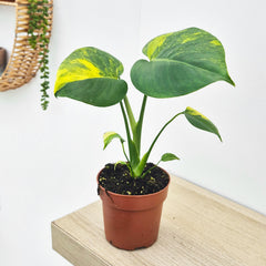 (Choose Your Own) Aurea Monstera Deliciosa 10.5cm Pot 20 - 30cm Height Rare House Plant (Copy)