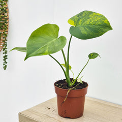 (Choose Your Own) Aurea Monstera Deliciosa 10.5cm Pot 20 - 30cm Height Rare House Plant (Copy)