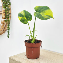 (Choose Your Own) Aurea Monstera Deliciosa 10.5cm Pot 20 - 30cm Height Rare House Plant (Copy)