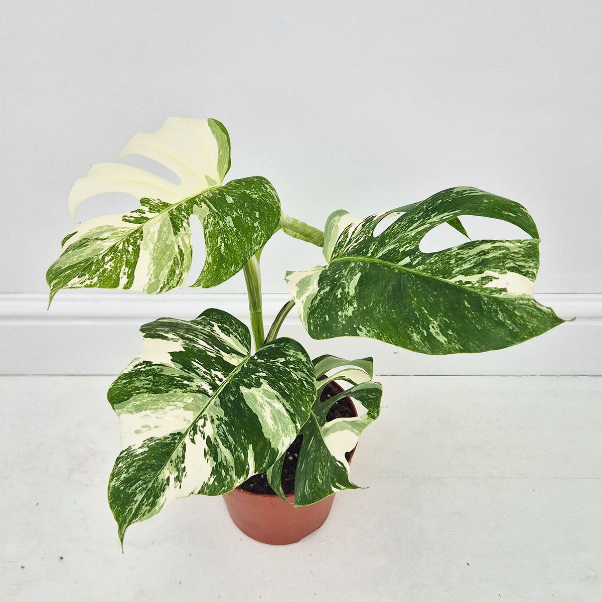 40 - 50cm Variegated Monstera Albo 17cm Pot House Plant (Choose Your Own)