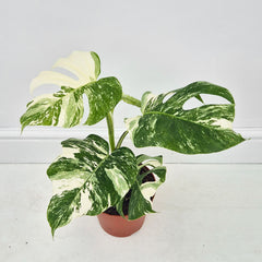 40 - 50cm Variegated Monstera Albo 17cm Pot House Plant (Choose Your Own)