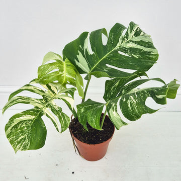 40 - 50cm Variegated Monstera Albo 17cm Pot House Plant (Choose Your Own)