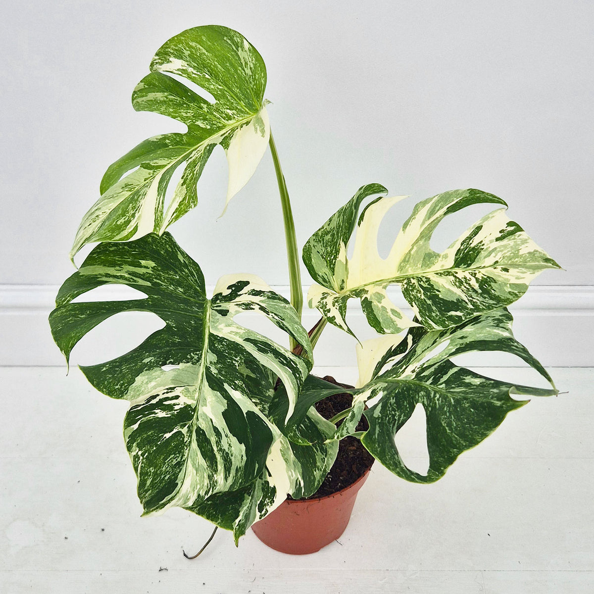 40 - 50cm Variegated Monstera Albo 17cm Pot House Plant (Choose Your Own)