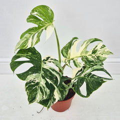 40 - 50cm Variegated Monstera Albo 17cm Pot House Plant (Choose Your Own)