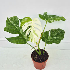 40 - 50cm Variegated Monstera Albo 17cm Pot House Plant (Choose Your Own)