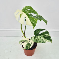 40 - 50cm Variegated Monstera Albo 17cm Pot House Plant (Choose Your Own)