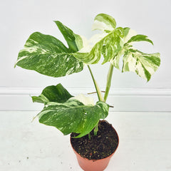 40 - 50cm Variegated Monstera Albo 17cm Pot House Plant (Choose Your Own)