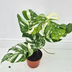 40 - 50cm Variegated Monstera Albo 17cm Pot House Plant (Choose Your Own)
