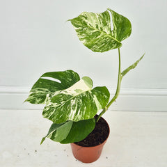 40 - 50cm Variegated Monstera Albo 17cm Pot House Plant (Choose Your Own)