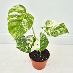40 - 50cm Variegated Monstera Albo 17cm Pot House Plant (Choose Your Own)