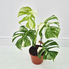 40 - 50cm Variegated Monstera Albo 17cm Pot House Plant (Choose Your Own)