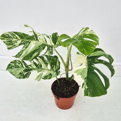 40 - 50cm Variegated Monstera Albo 17cm Pot House Plant (Choose Your Own)