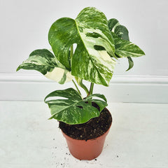 40 - 50cm Variegated Monstera Albo 17cm Pot House Plant (Choose Your Own)